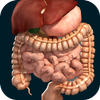 Internal Organs in 3D (Anatomy) आइकन