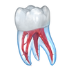 Dental 3D Illustrations for patient education आइकन
