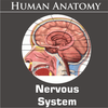 Nervous System आइकन