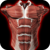Muscular System 3D (anatomy) आइकन